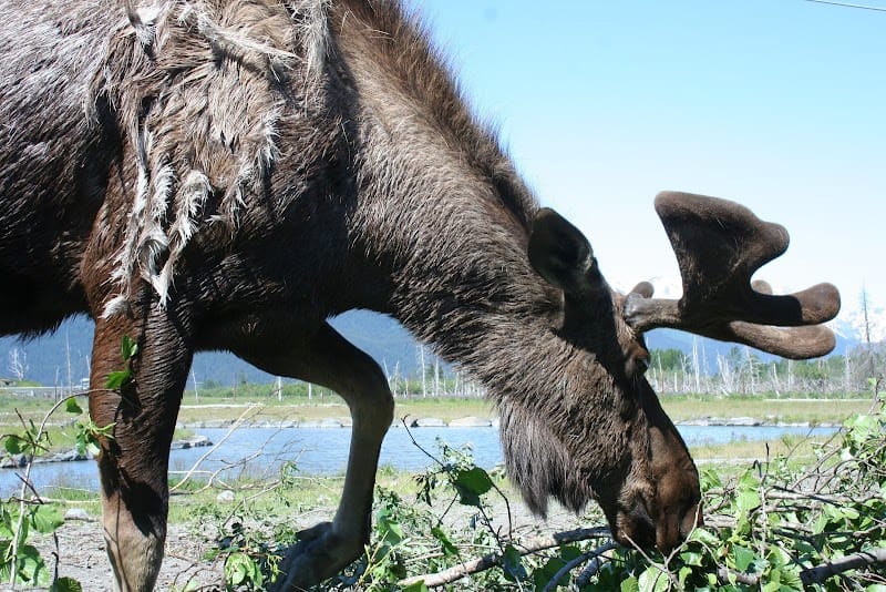 Alderwood Park playground photo 2