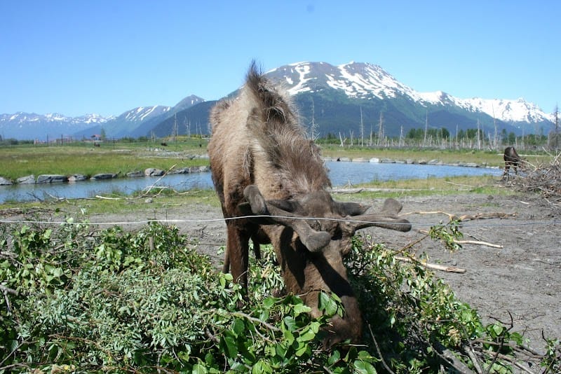 Alderwood Park playground photo 3