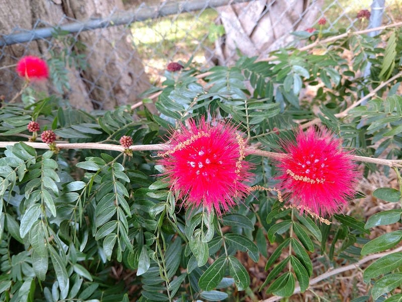 Alice Park playground photo 2