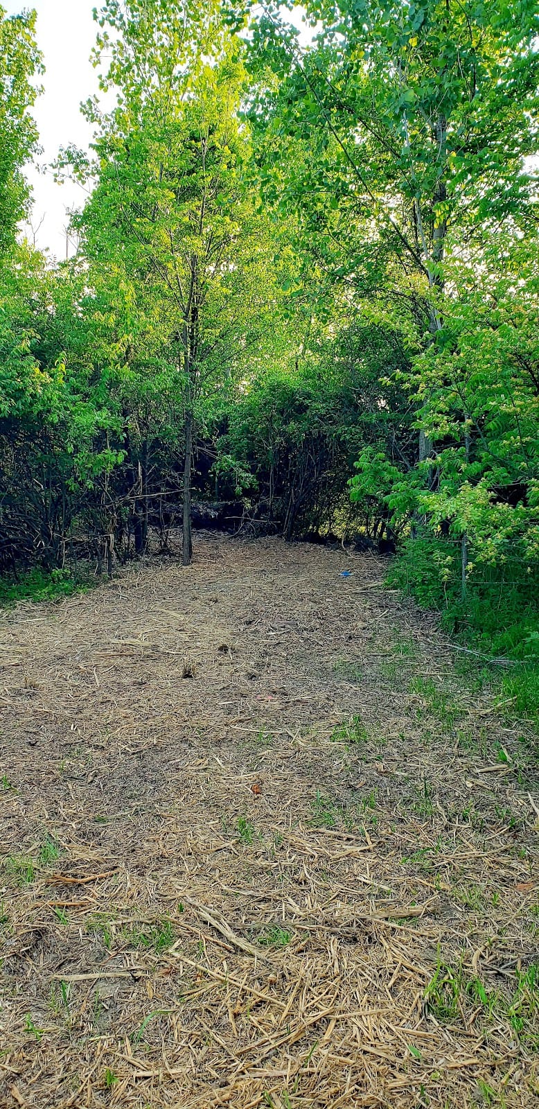 Alkire Woods Park playground photo 3