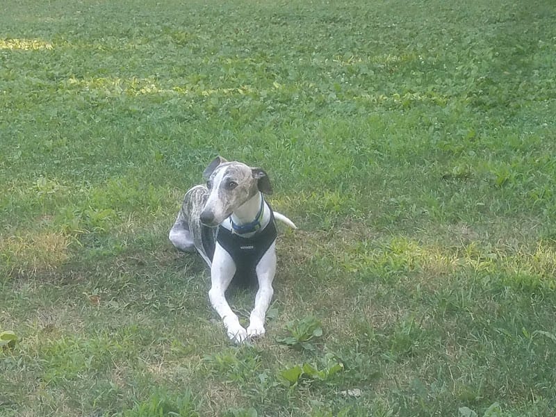 Butternut Park playground photo 2