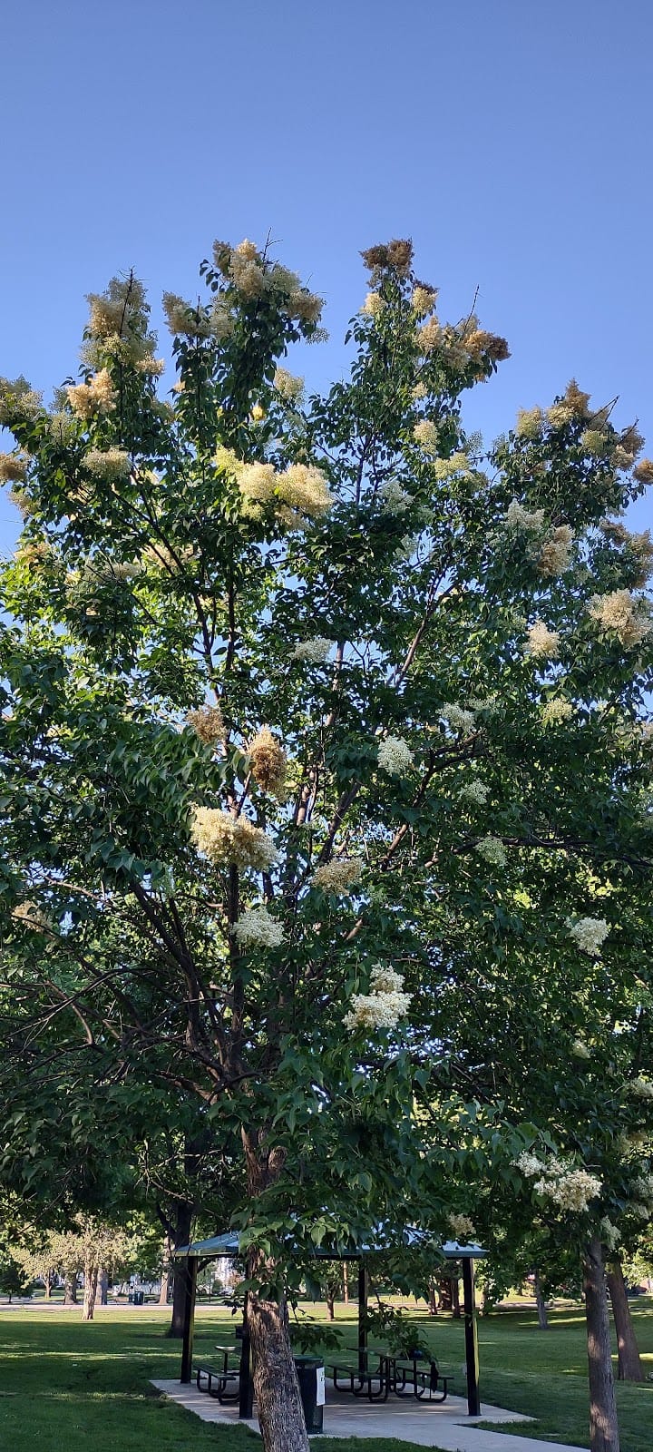 Collins Park playground photo 2