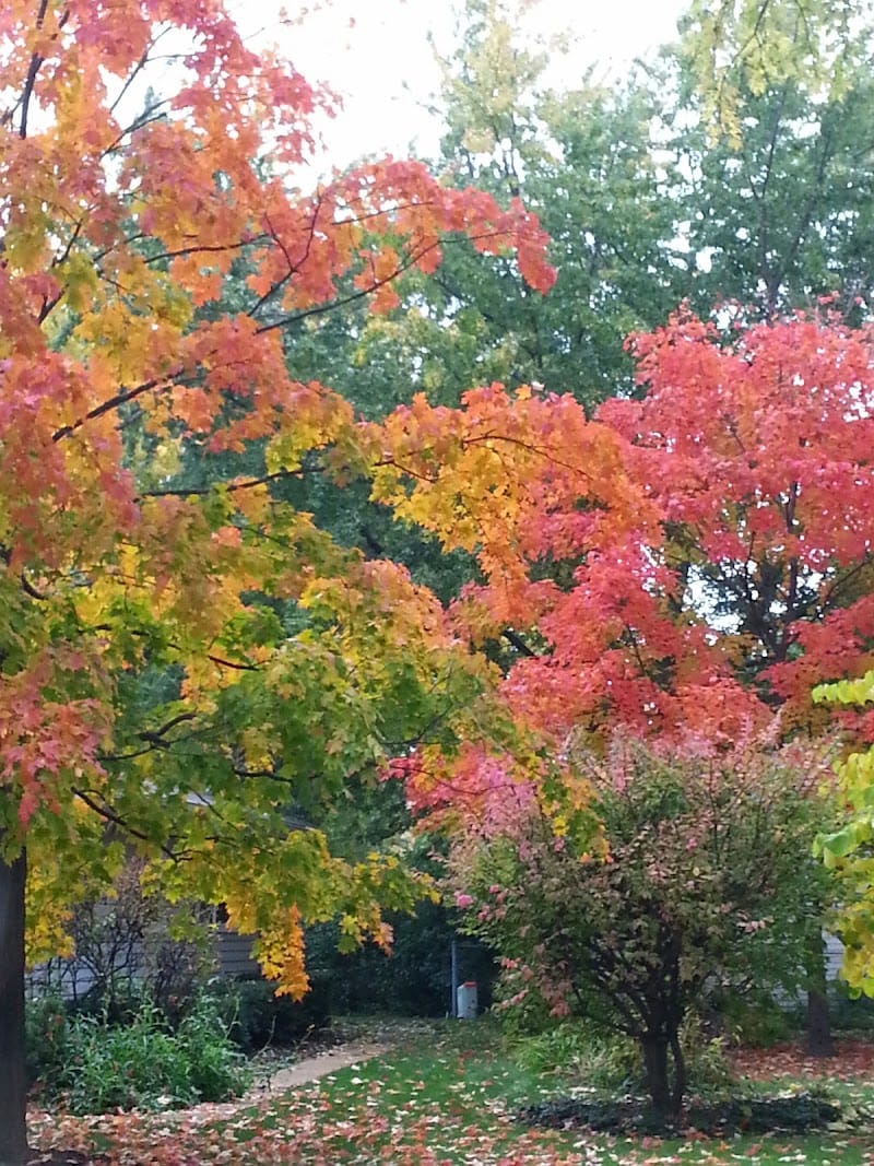 Countryside Park playground photo 3
