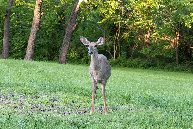 Davidson Park playground photo 2