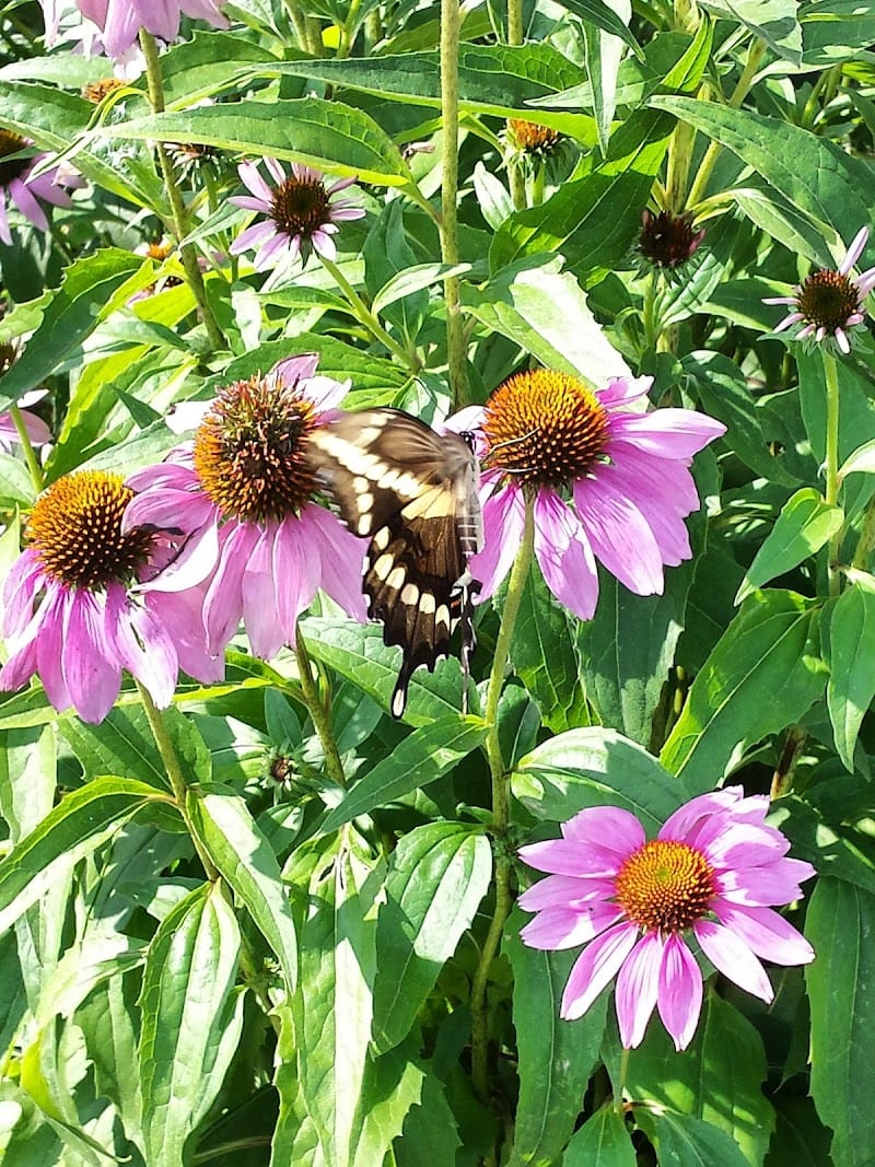 Discovery Preserve playground photo 1