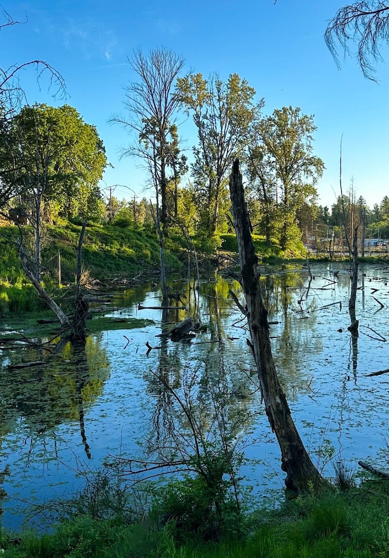Errol Heights Park playground photo 3