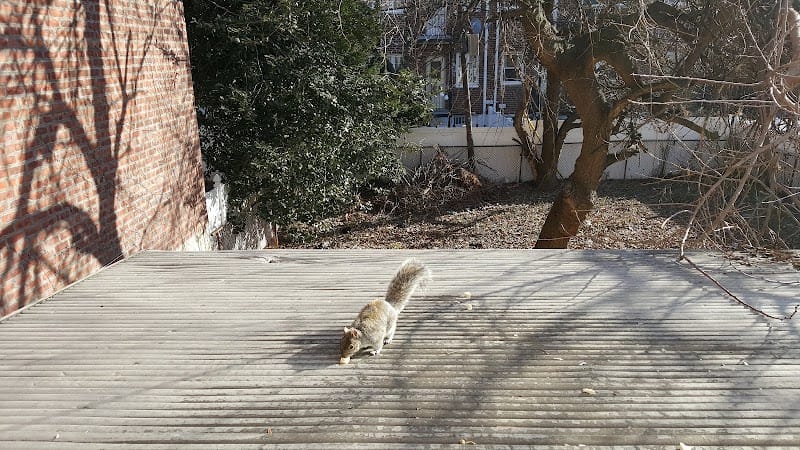 Fox Playground playground photo 3