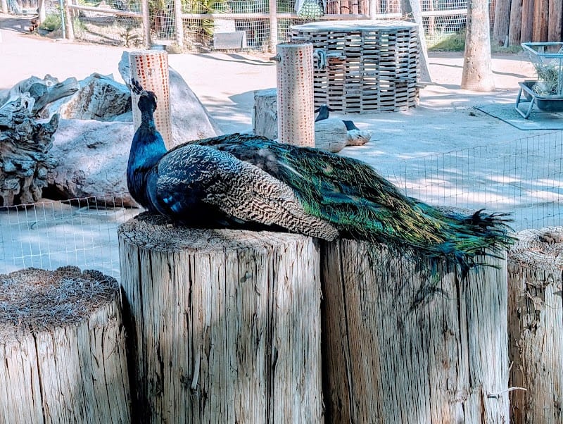 Gene C. Reid Park playground photo 3