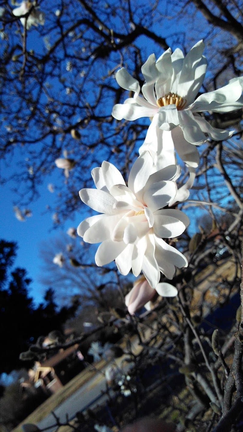 Gulick Park playground photo 3