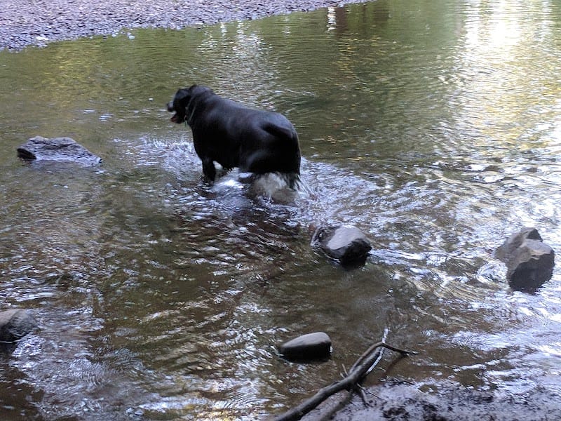 Hansen Park playground photo 3