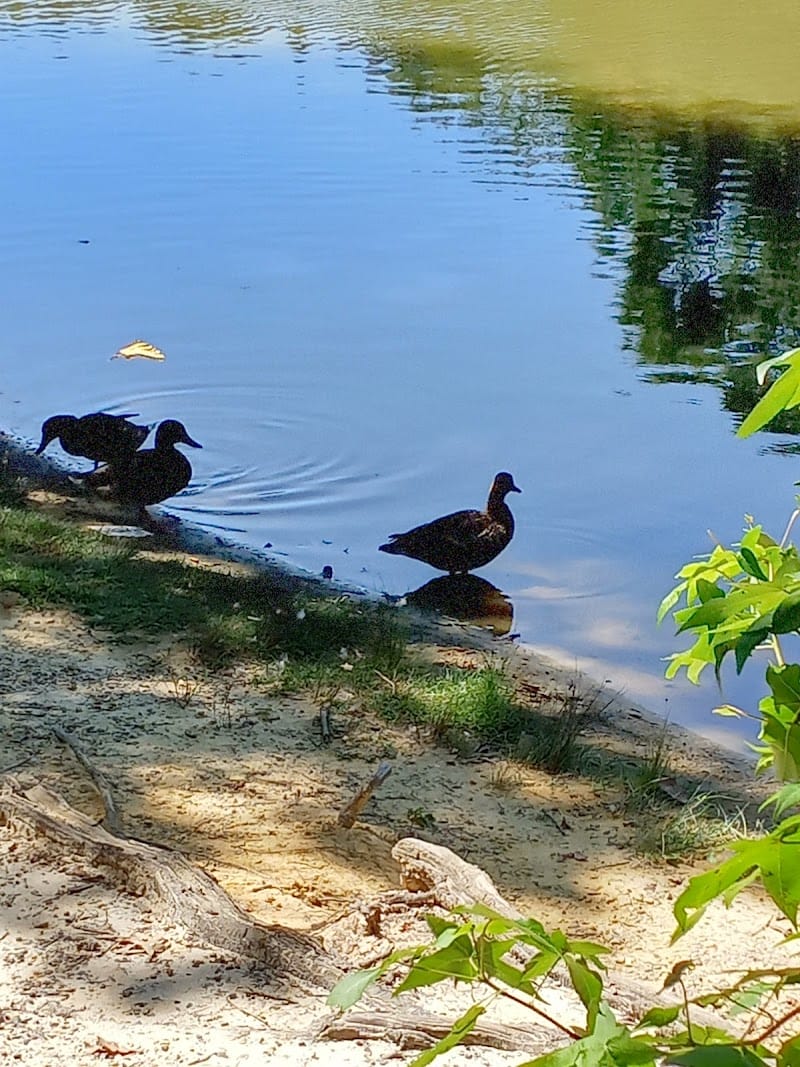 Hester Park playground photo 3