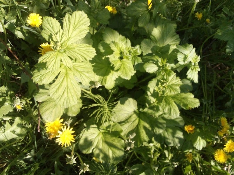 Ira Walker Park playground photo 1