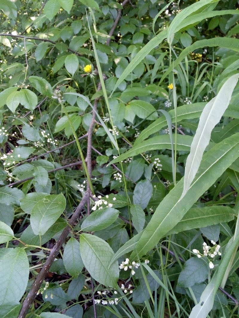 Ira Walker Park playground photo 2