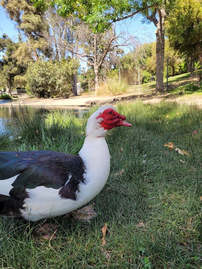 Las Lomas Park playground photo 3