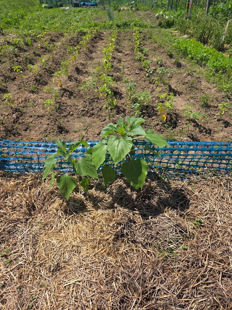 Marlborough Park playground photo 3