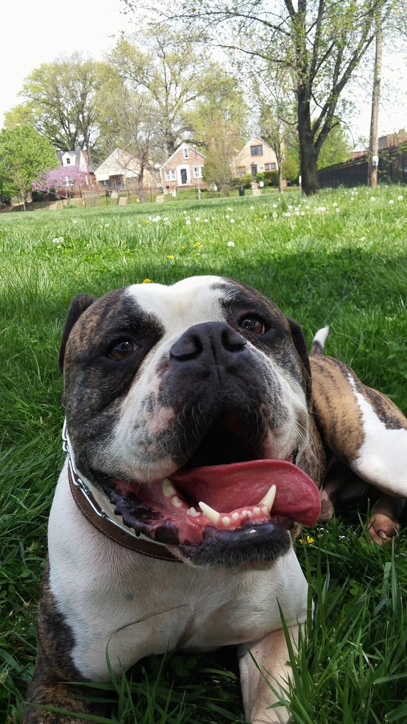 McDonald Park playground photo 3