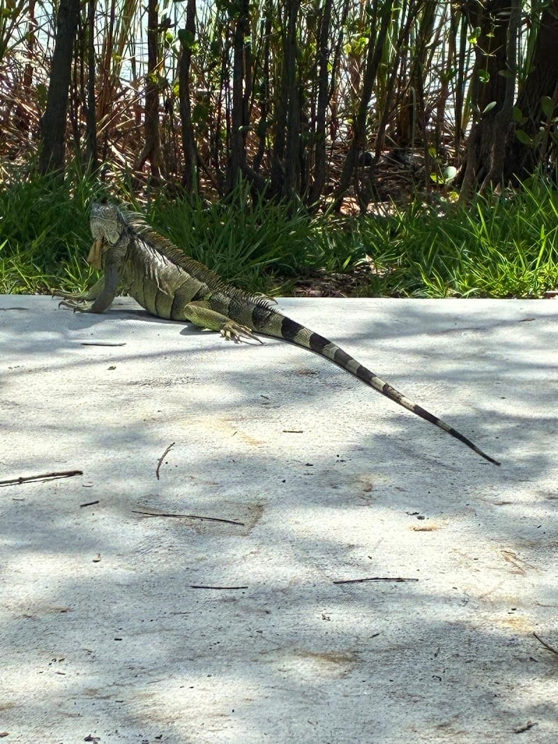 Miracle Playground playground photo 3