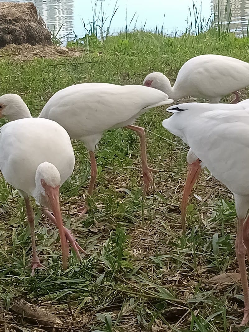 Mirror Lake playground photo 3