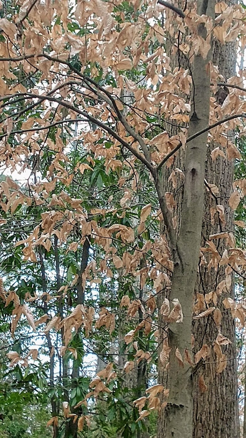 Pendergrast Park playground photo 3