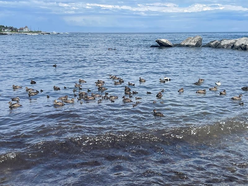 Picnic Point playground photo 2