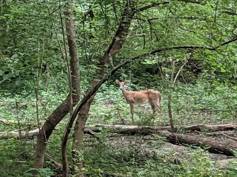 Puller Playground playground photo 3