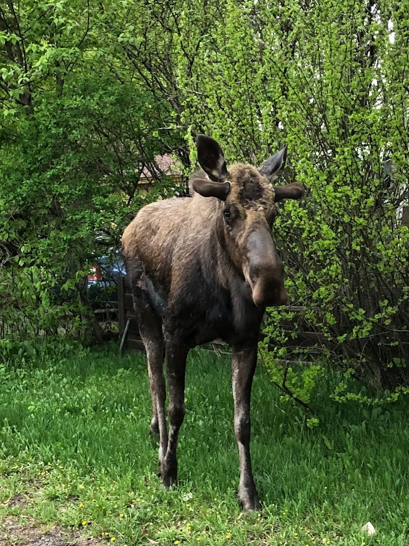 Shady Birch Park playground photo 2