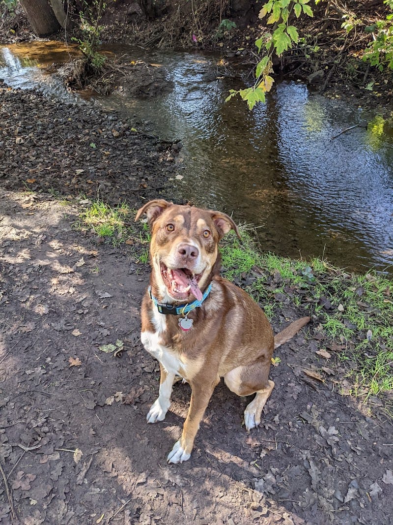 Shurtleff Park playground photo 2