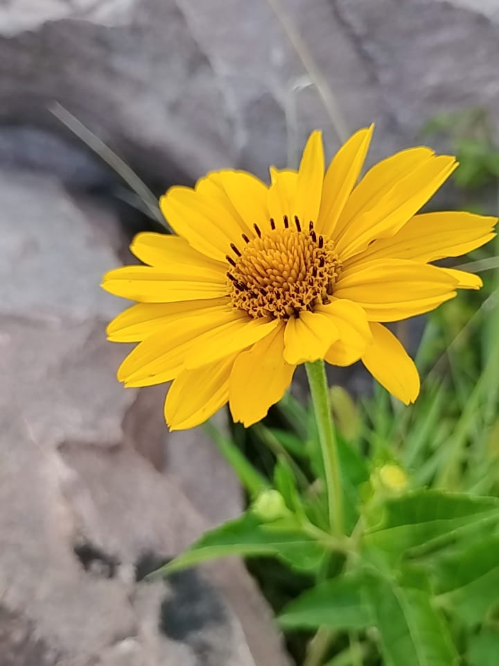 Thelin Park playground photo 1