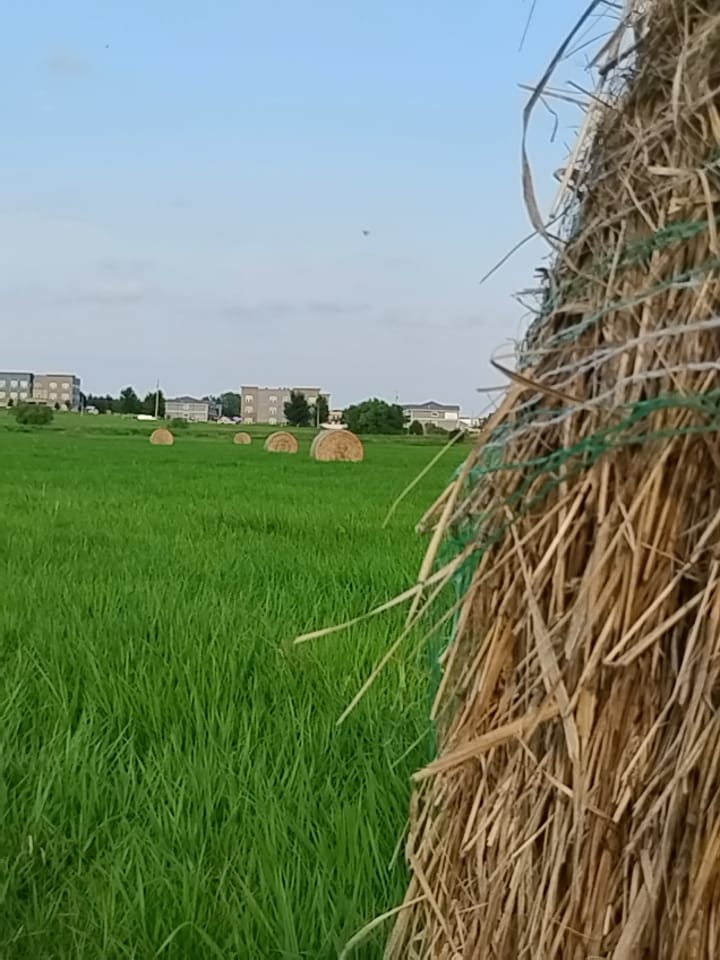 Thelin Park playground photo 3