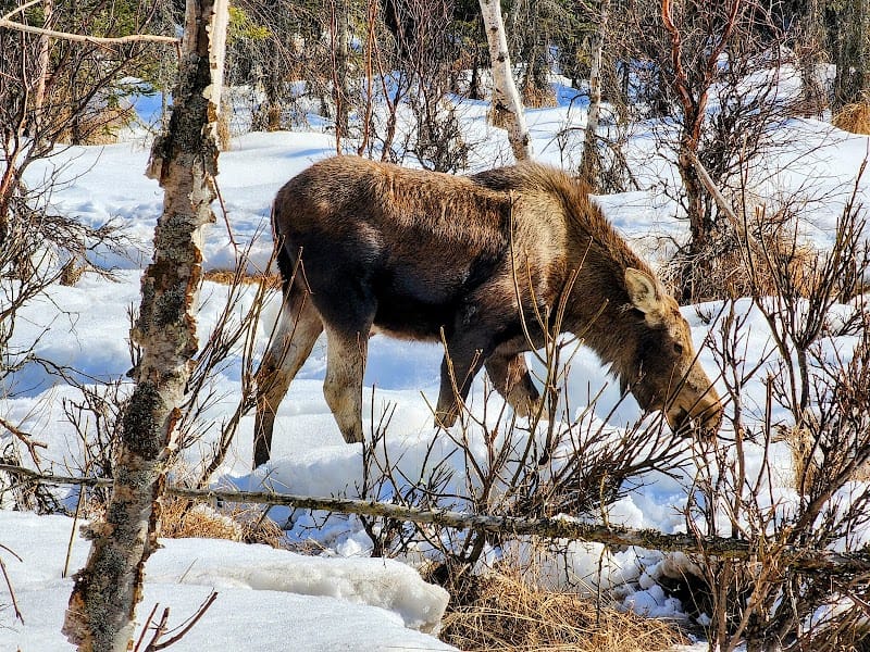 Tikishla Park playground photo 2