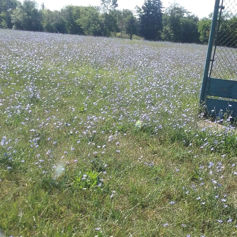 Vernor Playground playground photo 3