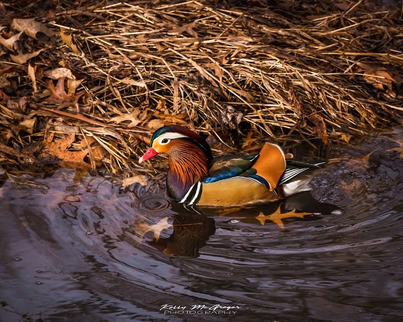 Washburn Park playground photo 3