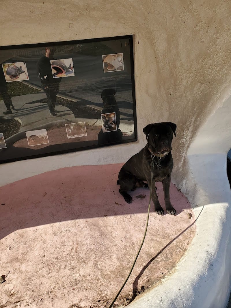 Willie The Whale playground photo 2