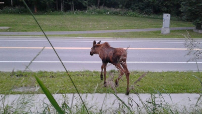 Williwaw Park playground photo 3