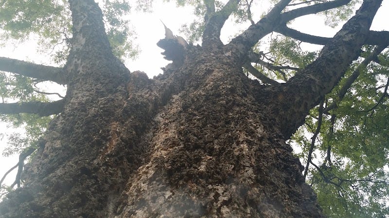 Willow Wood Park playground photo 1