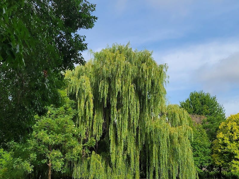 Winnemac Park playground photo 3